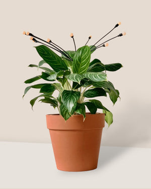 Tumbleweed Plants