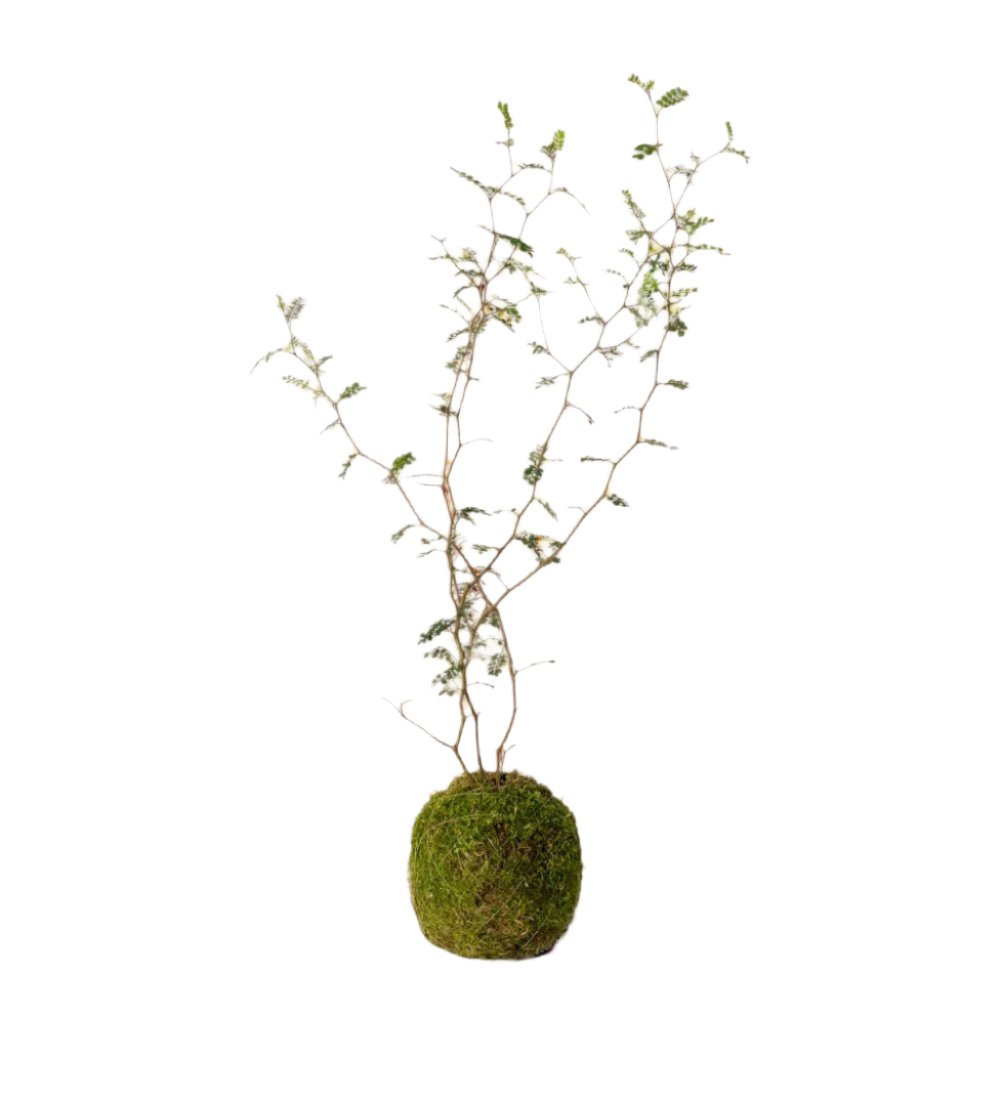 moss ball