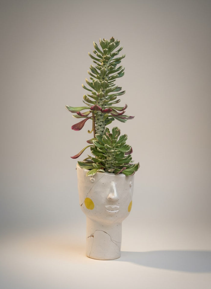 Second Chance: Missy Pot with succulent