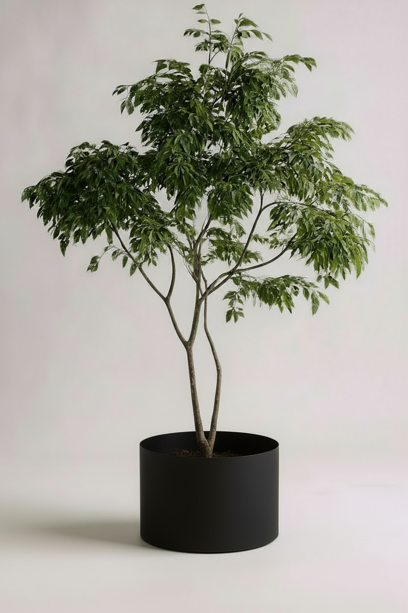China Doll Tree - Real-Trunk Artificial - Potted plant -  Tumbleweed Plants