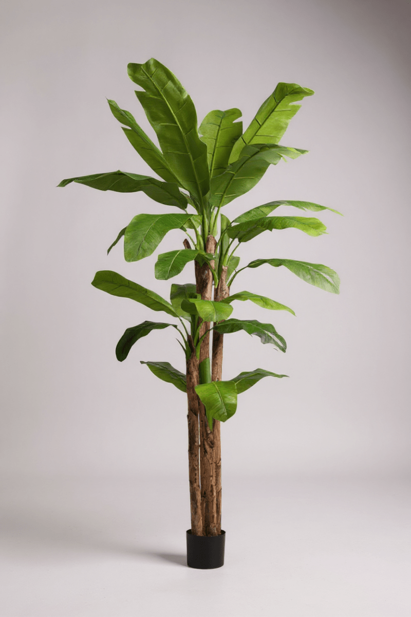 Banana Tree (Life - life Artificial) - Potted plant - 5103784103178 - Tumbleweed Plants - Online Plant Delivery Singapore
