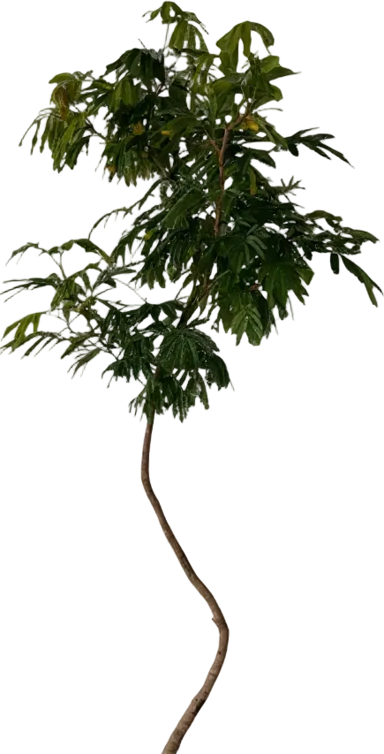 Everfresh Tree (Japan) XL/XXL