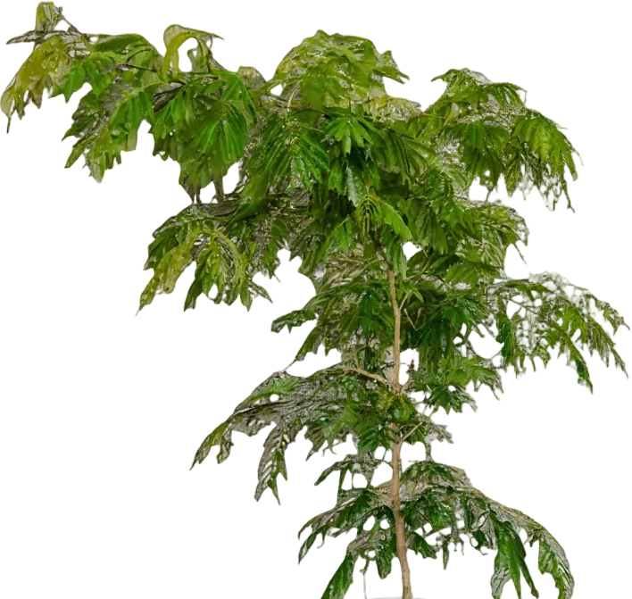 Everfresh Tree (Japan) XL/XXL