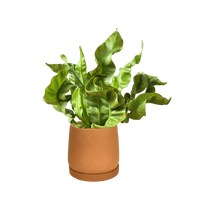 Wavy Bird Nest Fern Baby
