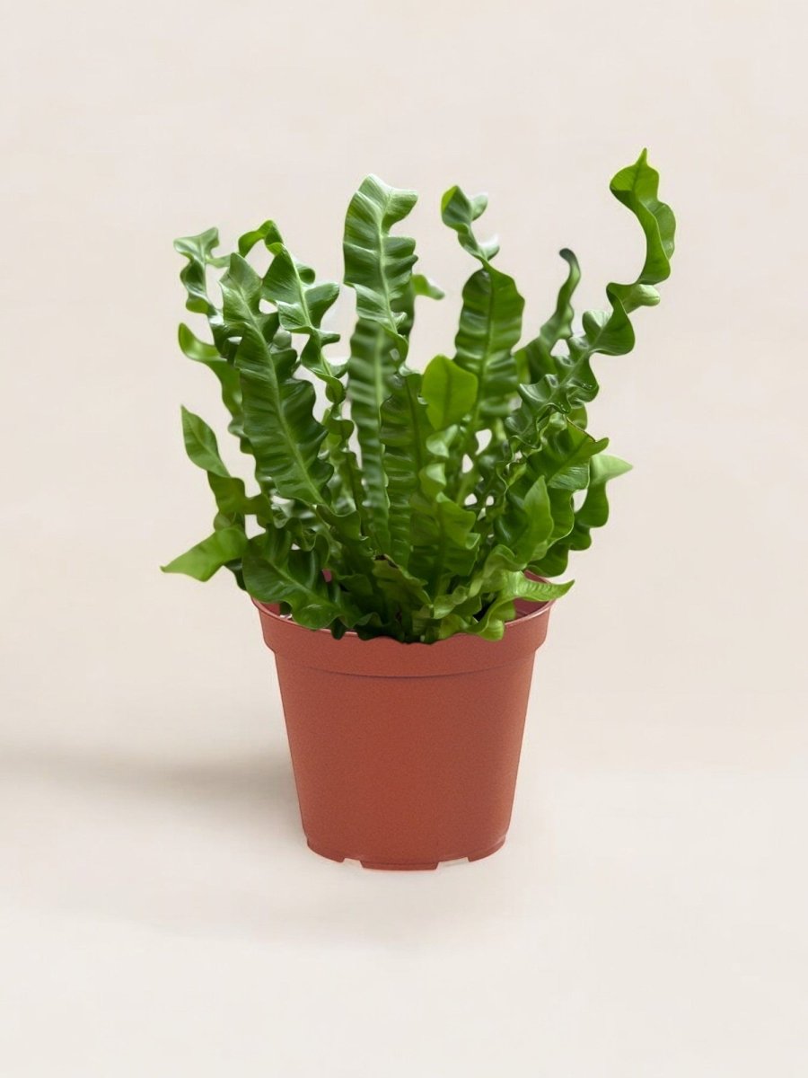 Wavy Bird Nest Fern - Potted plant - POTT-WAVY-GRW-6645 - Tumbleweed Plants - Online Plant Delivery Singapore