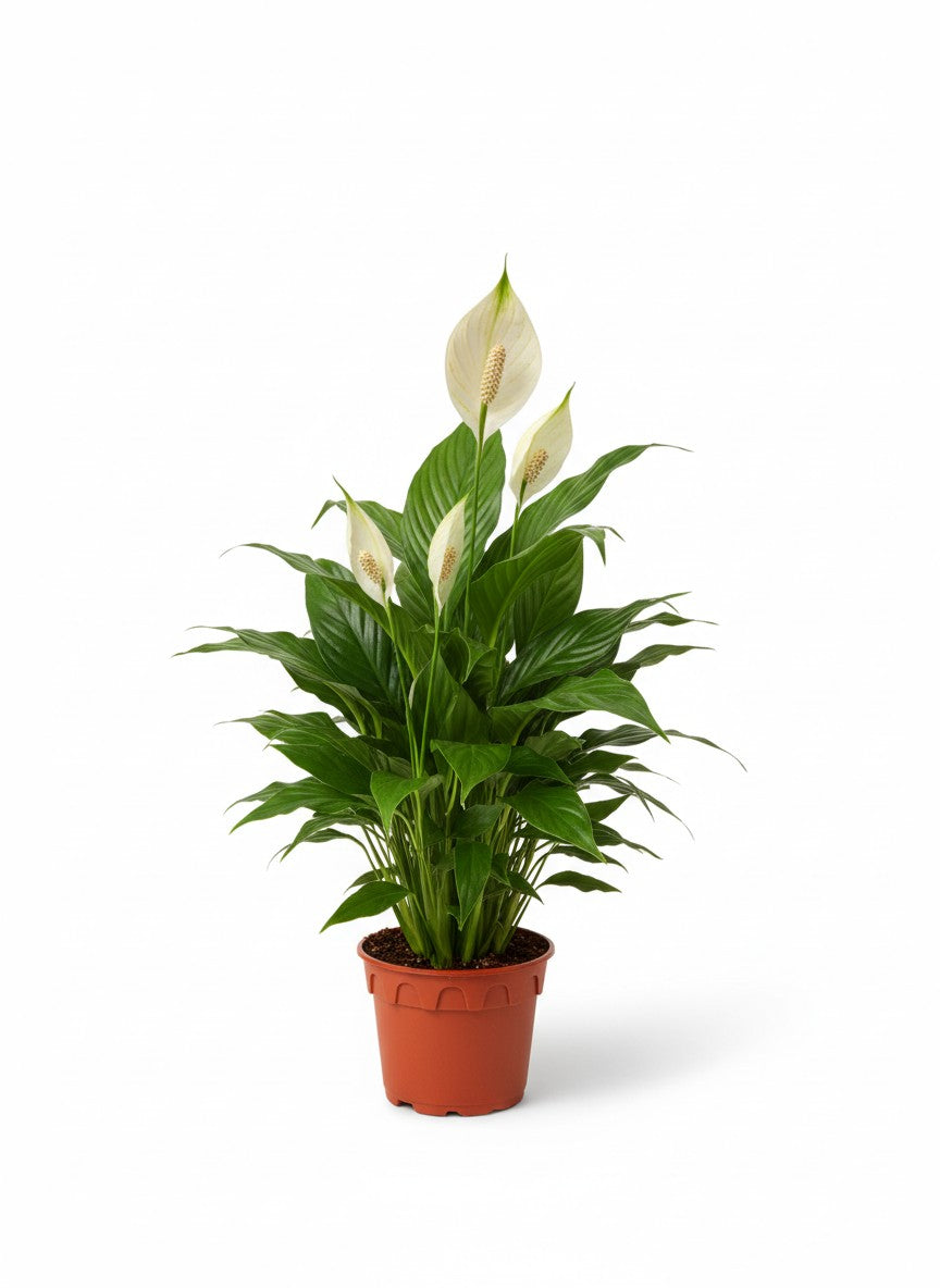 Peace Lily - Pearl Cupido