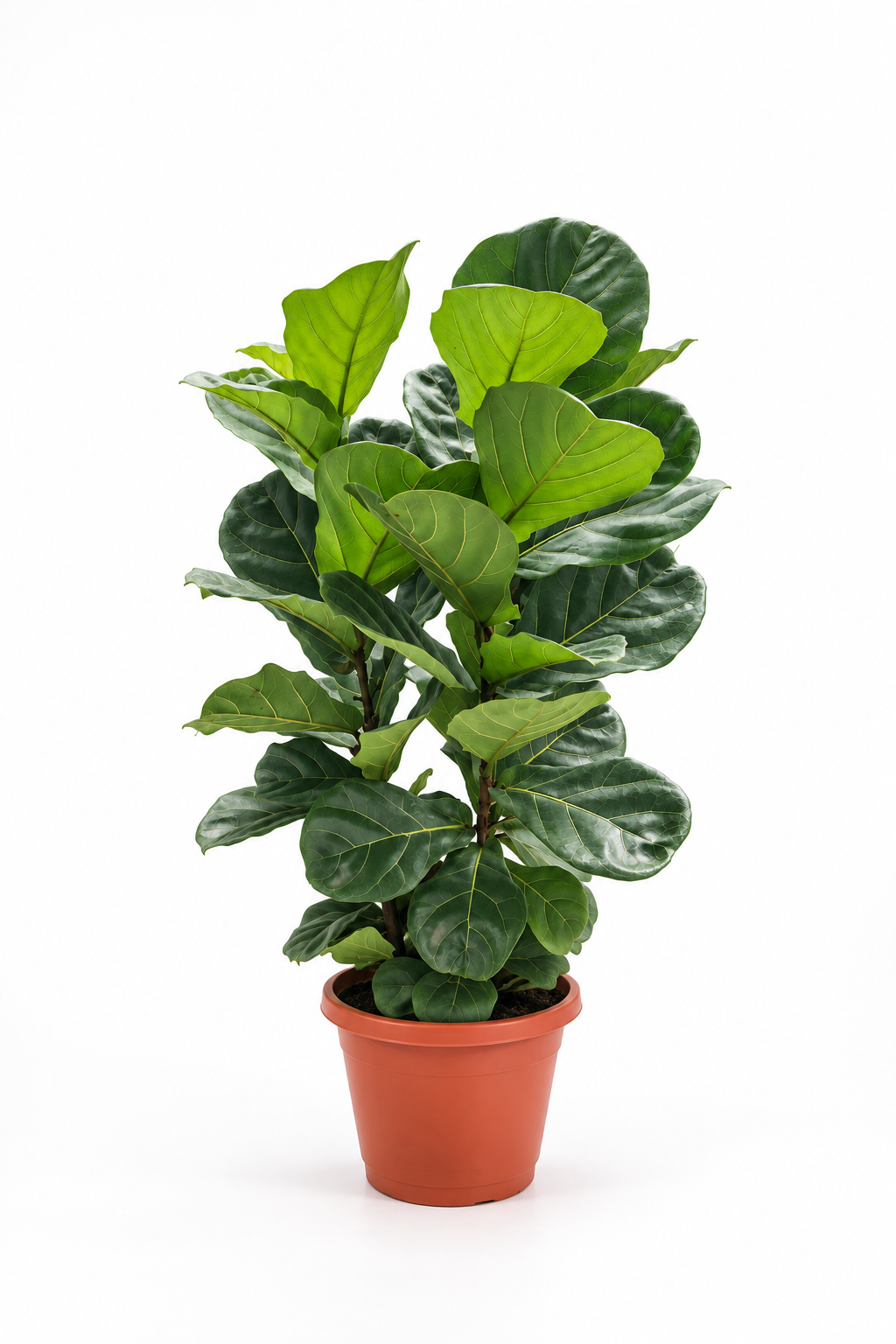 Ficus Lyrata 3-in-1 – XL - Potted plant -  - Tumbleweed Plants - Online Plant Delivery Singapore