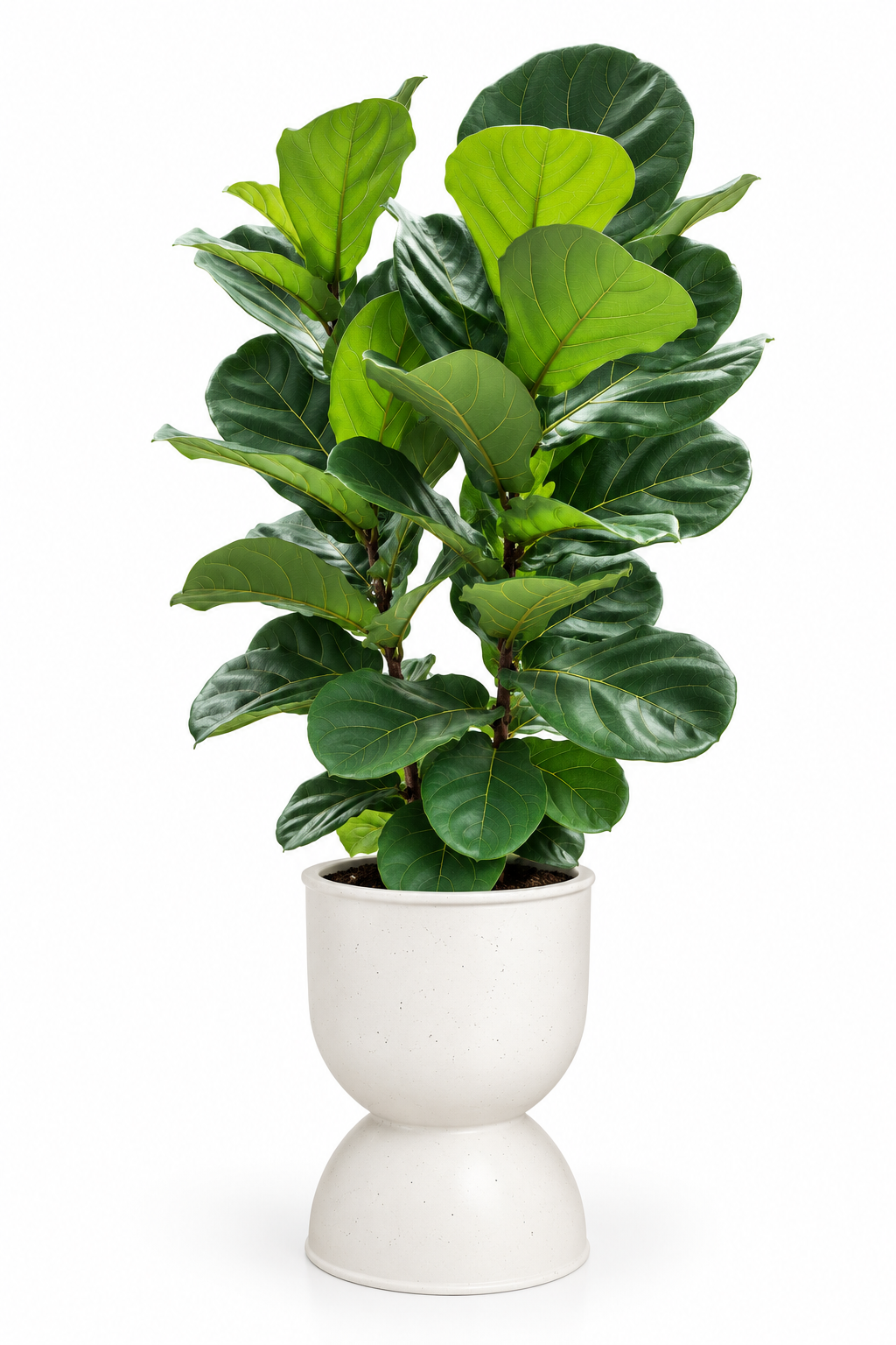 Ficus Lyrata 3-in-1 – XL - Potted plant -  - Tumbleweed Plants - Online Plant Delivery Singapore