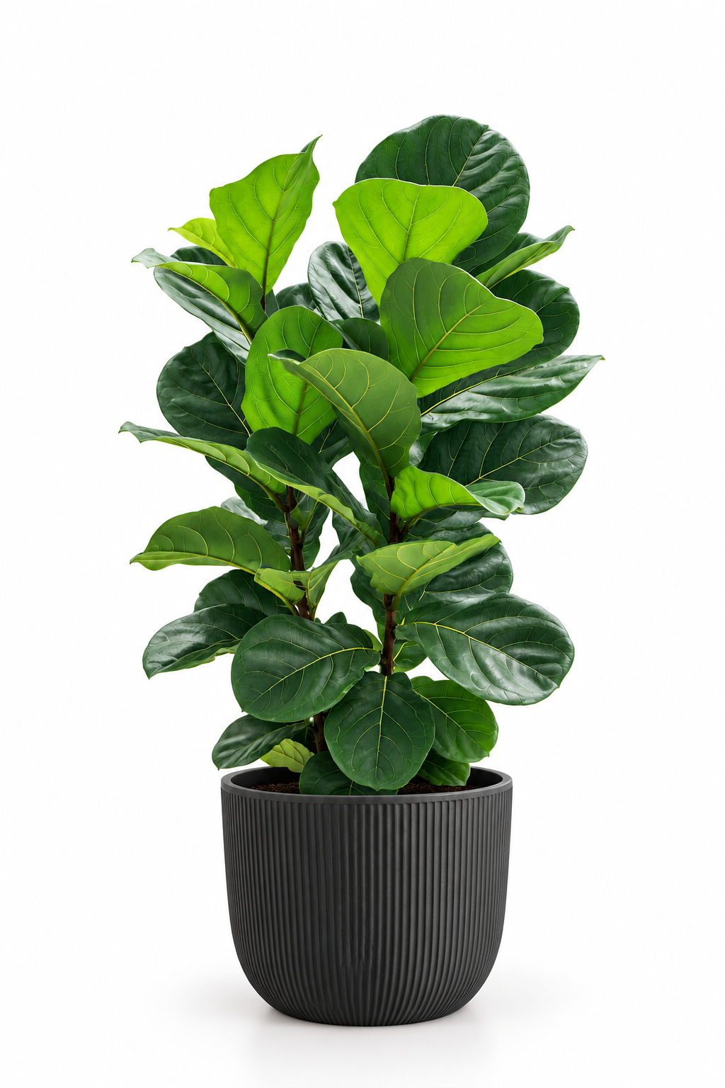 Ficus Lyrata 3-in-1 – XL - Potted plant -  - Tumbleweed Plants - Online Plant Delivery Singapore