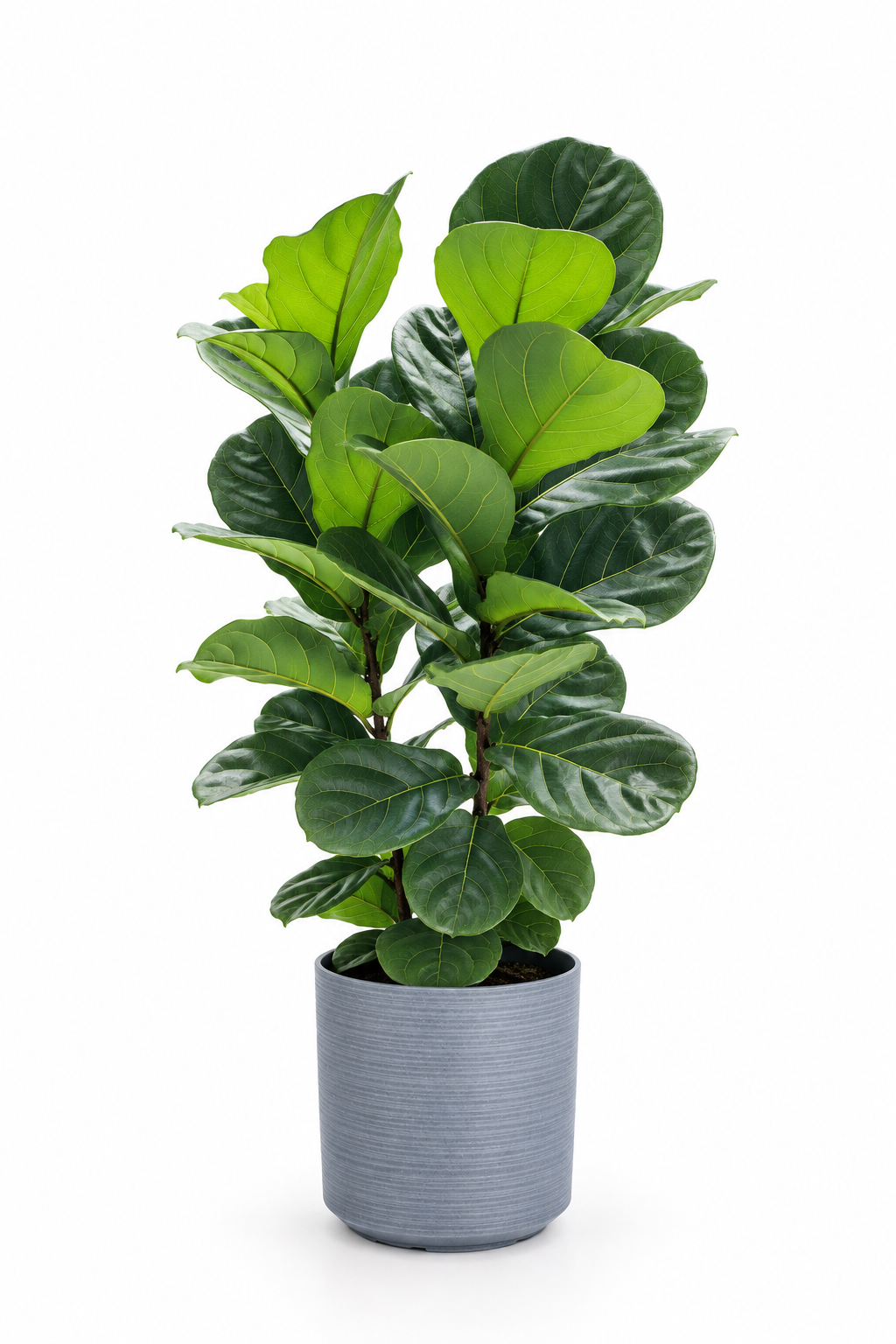 Ficus Lyrata 3-in-1 – XL - Potted plant -  - Tumbleweed Plants - Online Plant Delivery Singapore