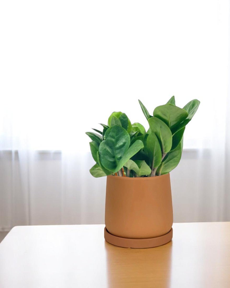 ZZ Plant - Baby - Potted plant - POTT - LITT - GRW - 5709 - Tumbleweed Plants - Online Plant Delivery Singapore