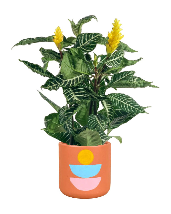 Zebra Yellow - grow pot - Potted plant - Tumbleweed Plants - Online Plant Delivery Singapore
