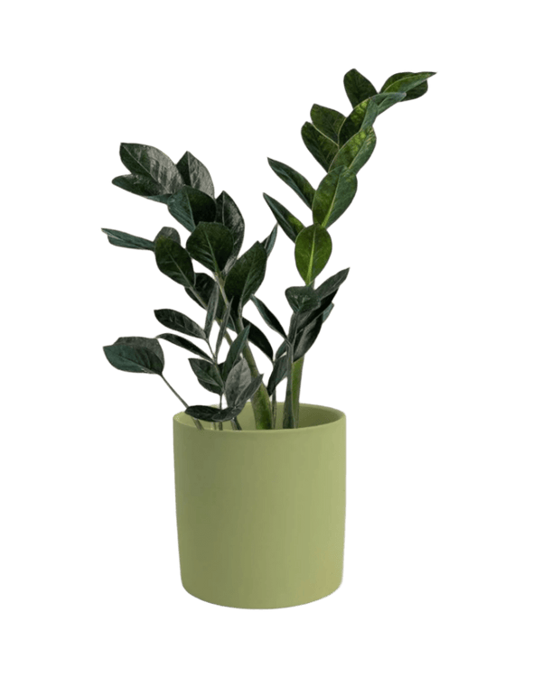 Tumbleweed Plants