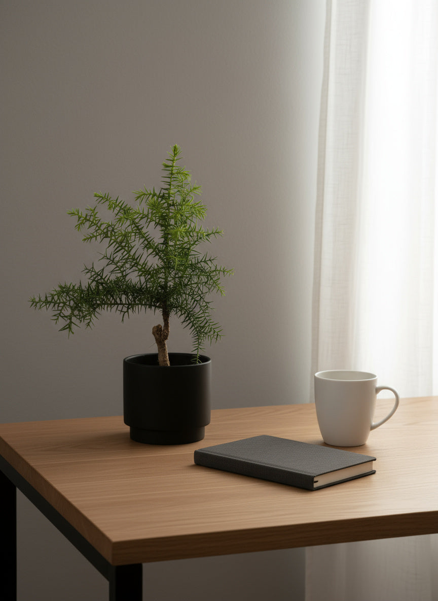 Araucaria cunninghamii - Hoop Pine Junior