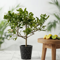 Junior Lemon Tree