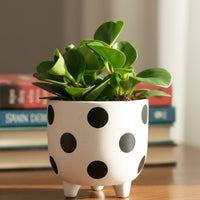Peperomia Baby – Green