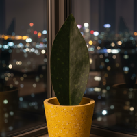Whale Fin Snake Plant - Large