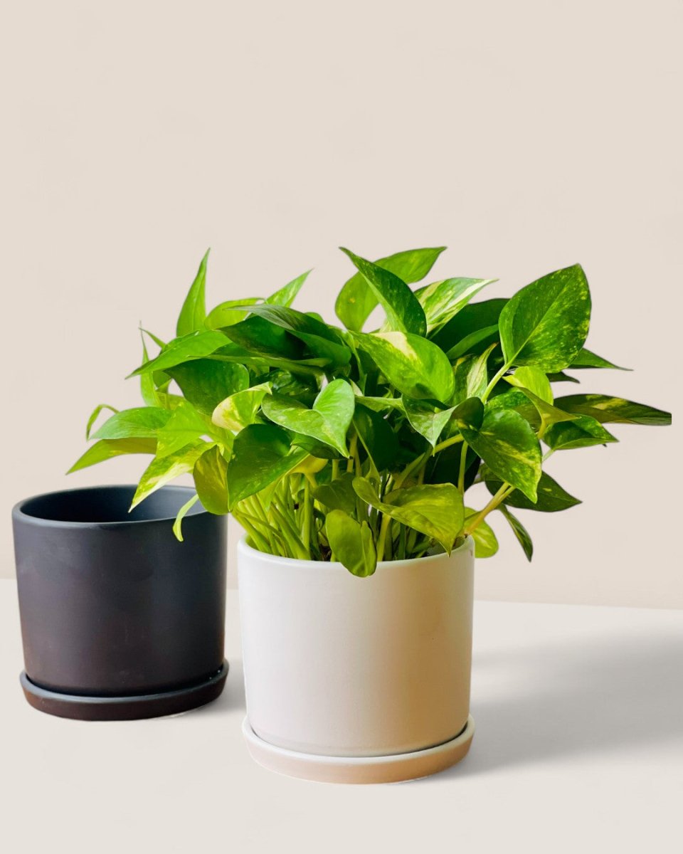 Abigail Pot with Tray - Pots - POTS - ABIG - 6484 - Tumbleweed Plants - Online Plant Delivery Singapore