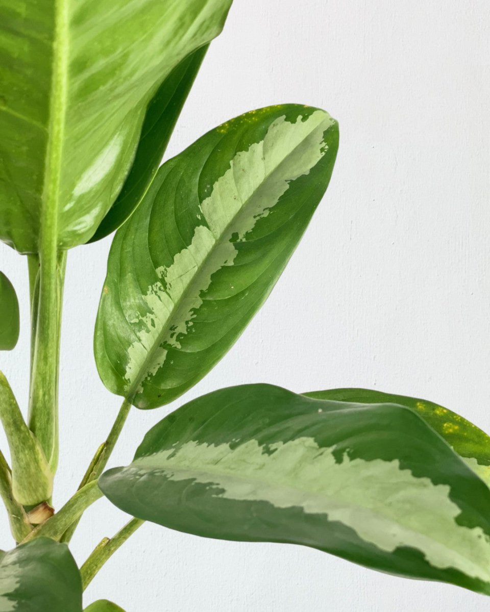 Aglaonema Pattaya Beauty - grow pot - Potted plant - Tumbleweed Plants - Online Plant Delivery Singapore
