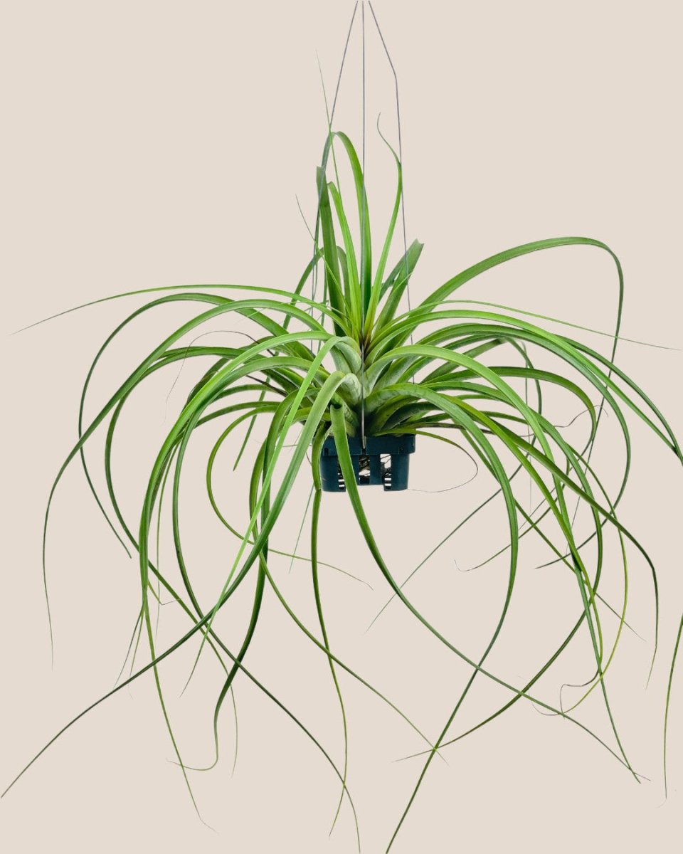 Tumbleweed Plants