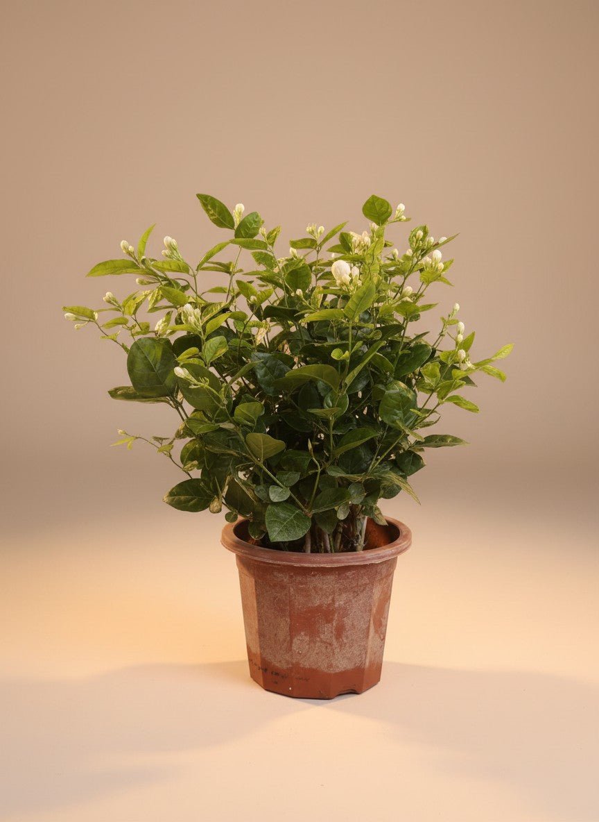 Arabian Jasmine - Potted plant -  - Tumbleweed Plants - Online Plant Delivery Singapore