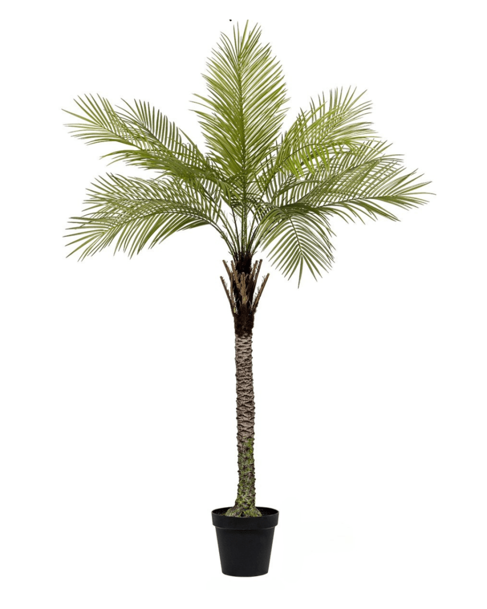 Areca Palm (Life - life Artificial) - Potted plant - 4857563185006 - Tumbleweed Plants - Online Plant Delivery Singapore