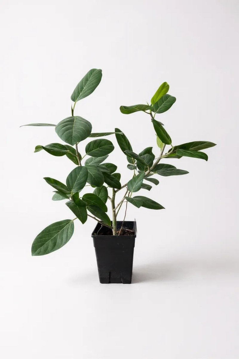 Ficus Audrey Benghalensis / Japanese Golden Leaf Fig - Potted plant - POTT - FICU - GRW - 4210 - Tumbleweed Plants - Online Plant Delivery Singapore