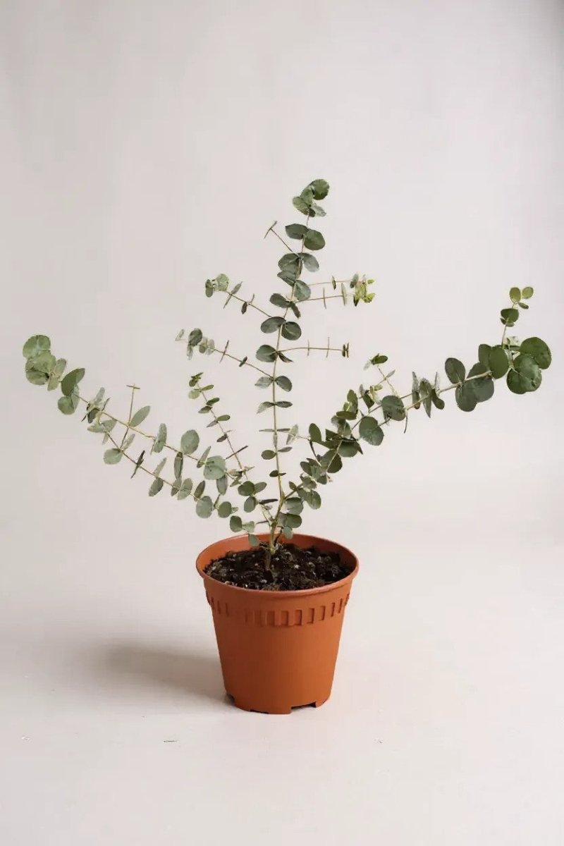 Grow Pot