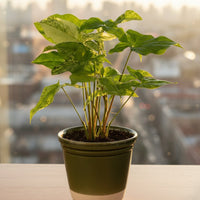 Syngonium White Albo