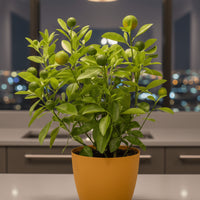 Lime Tree Baby