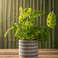 Swiss Cheese Plant