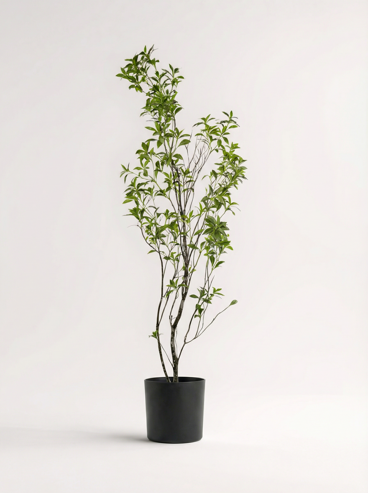 Japanese Andromeda - Real-Trunk Artificial