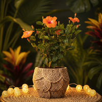 Hibiscus