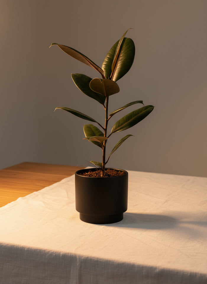 Ficus Elastica Burgundy - Junior