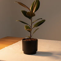 Ficus Elastica Burgundy - Junior