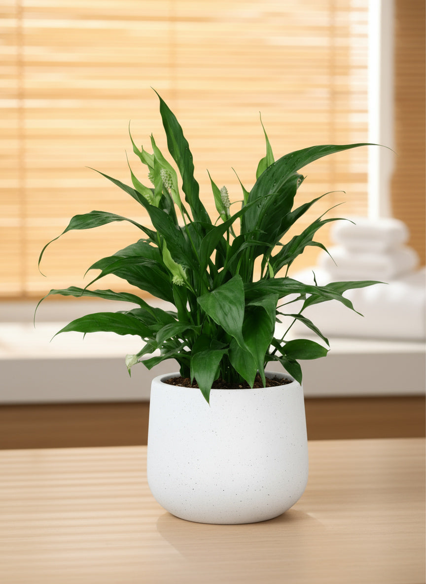 Peace Lily Junior