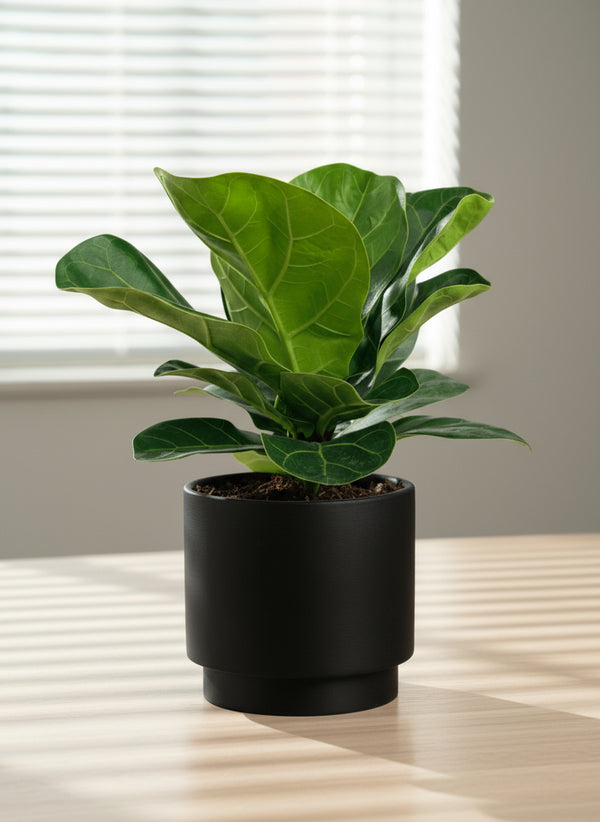 Ficus Lyrata Baby