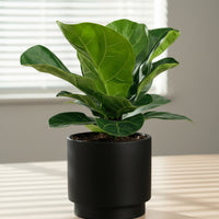 Ficus Lyrata Baby