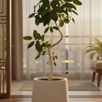 Ficus Benhalensis Audrey Bending Tall (Japan)
