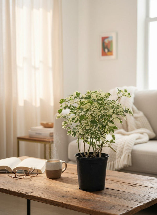 Tumbleweed Plants
