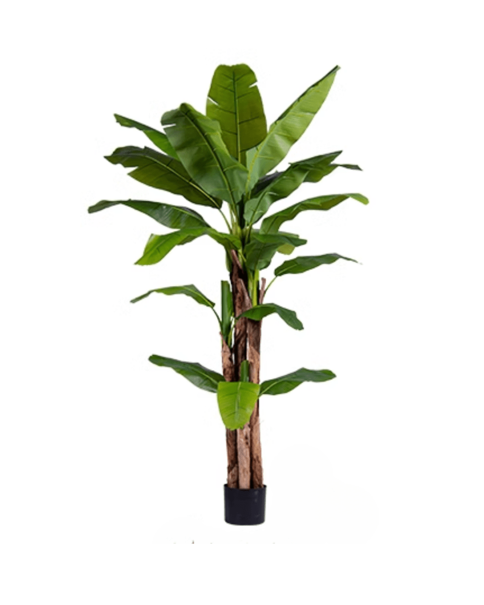 Banana Tree (Life - life Artificial) - Potted plant - 5103784103177 - Tumbleweed Plants - Online Plant Delivery Singapore