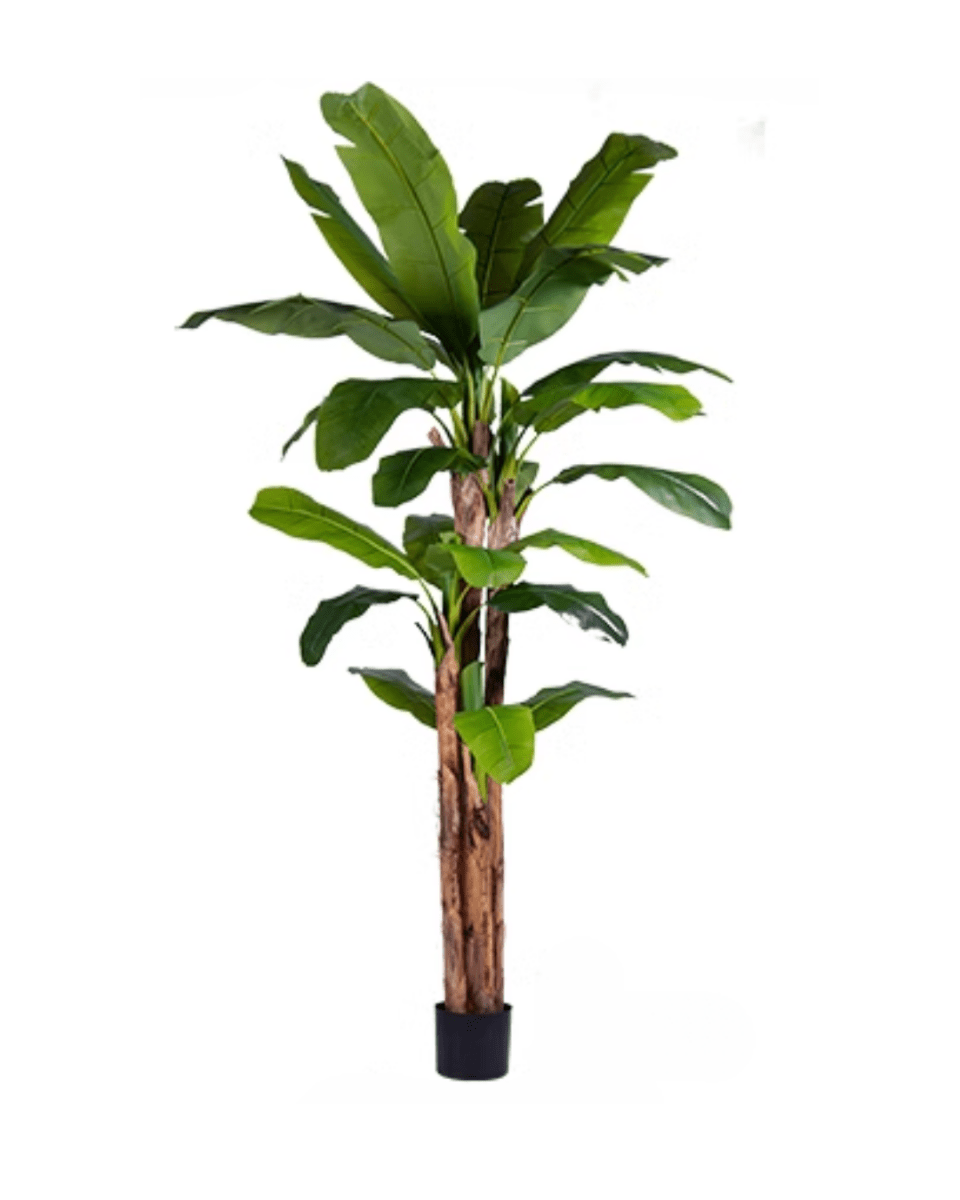 Banana Tree (Life - life Artificial) - Potted plant - 5103784103178 - Tumbleweed Plants - Online Plant Delivery Singapore