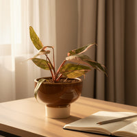 Philodendron Pink Princess