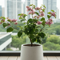 Bougainvillea