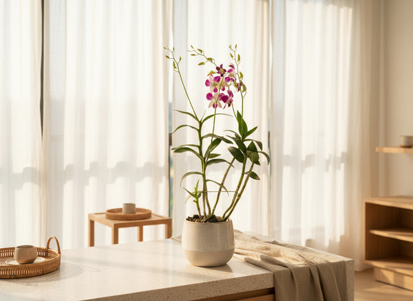 Tumbleweed Plants