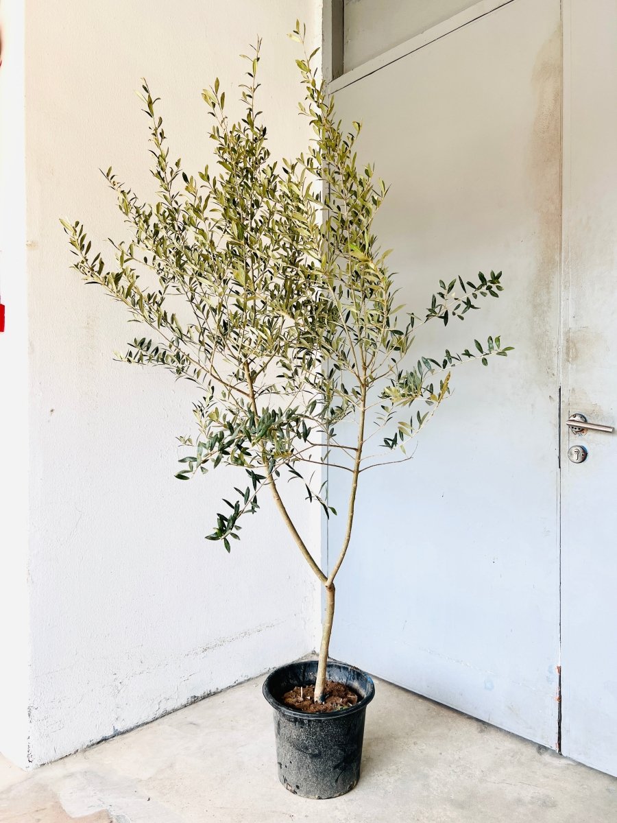 Big Olive Tree - Potted plant - POTT - BIGO - GRW - 6302 - Tumbleweed Plants - Online Plant Delivery Singapore