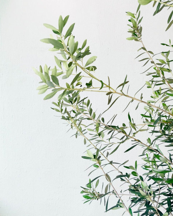 Tumbleweed Plants