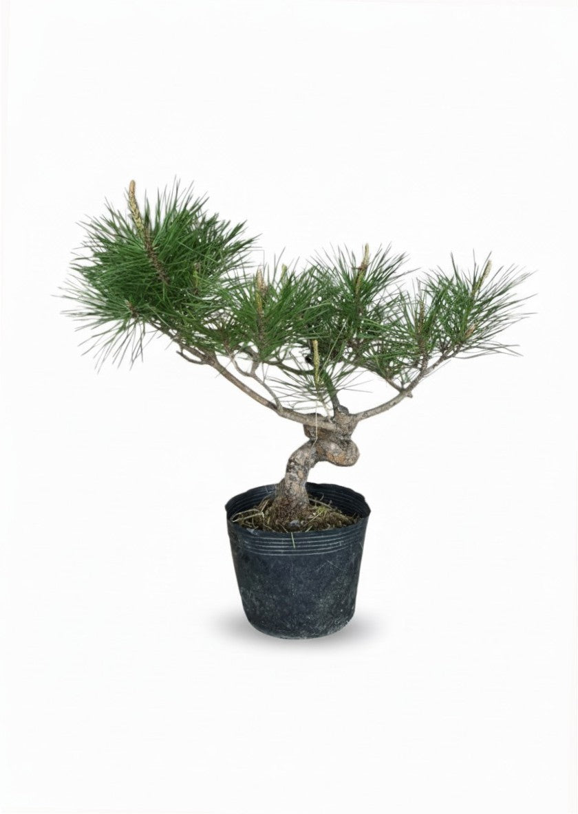 Japanese Black Pine Bonsai - Petite