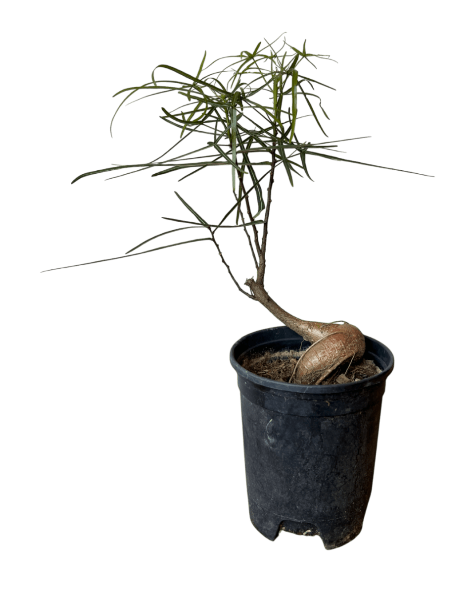 Bottle Tree Japanese Bonsai - Potted plant - POTT - BOTT - 7267 - Tumbleweed Plants - Online Plant Delivery Singapore