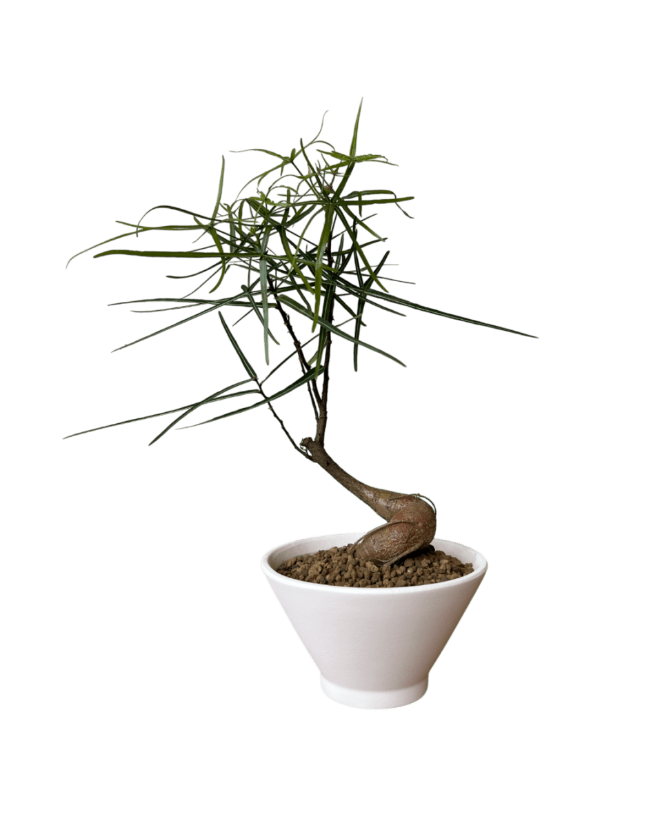Bottle Tree Japanese Bonsai - Potted plant - POTT - BOTT - 7268 - Tumbleweed Plants - Online Plant Delivery Singapore